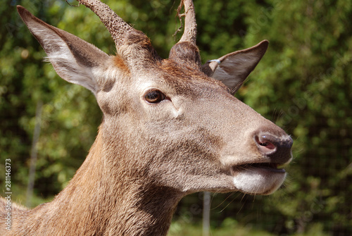 Red deer are ruminants, characterized by an even number of toes, and a four-chambered stomach. photo