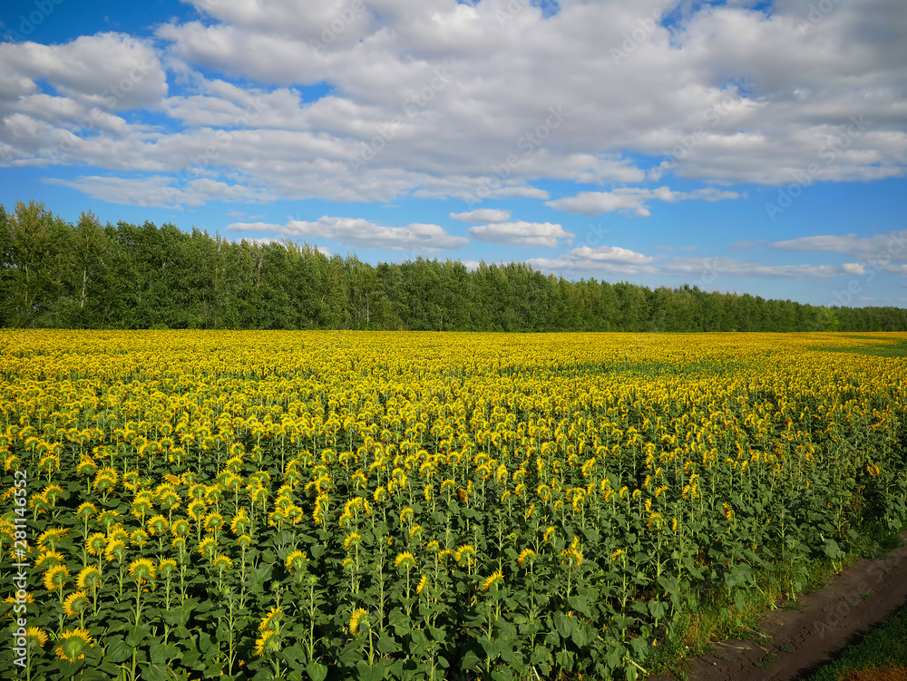 sunflower field on blue sky backgrounds sunflower field on blue sky backgrounds
