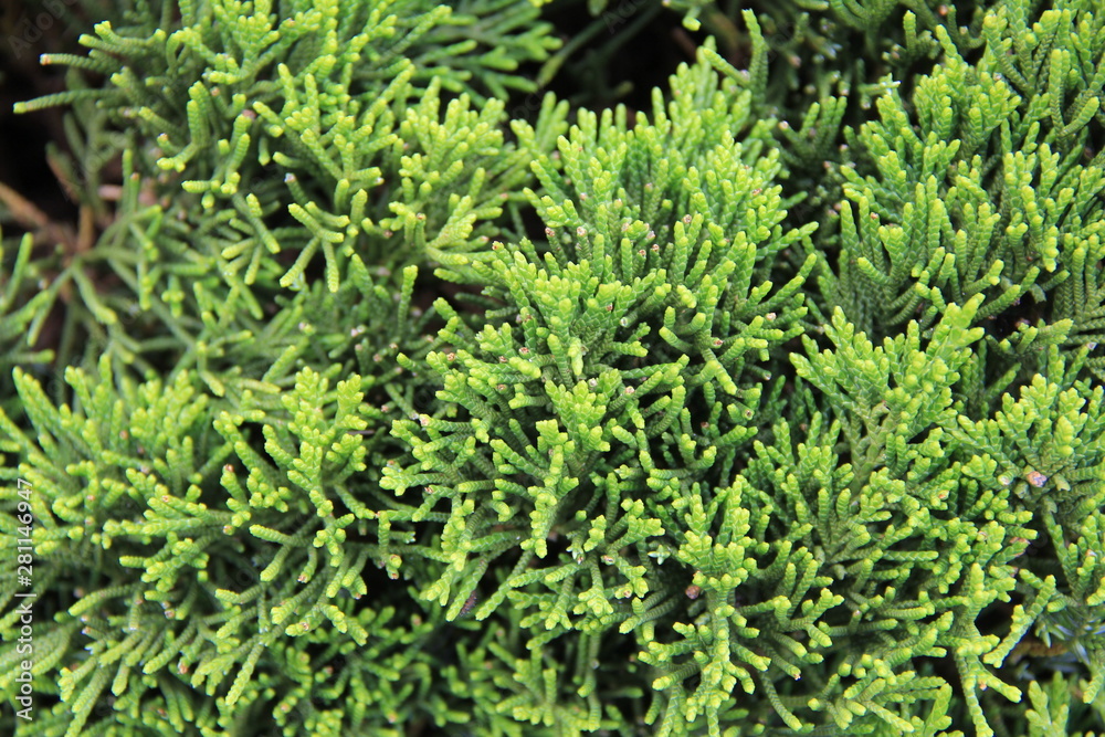 Obraz premium イブキの特徴的な葉