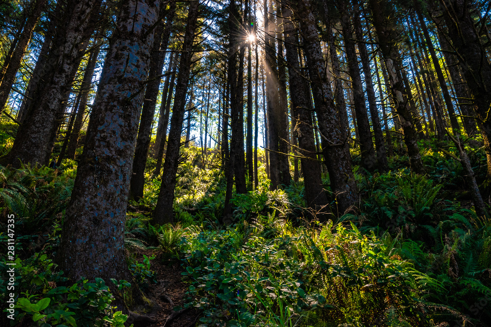 Obraz premium Beautiful Morning Along the Oregon Coast 