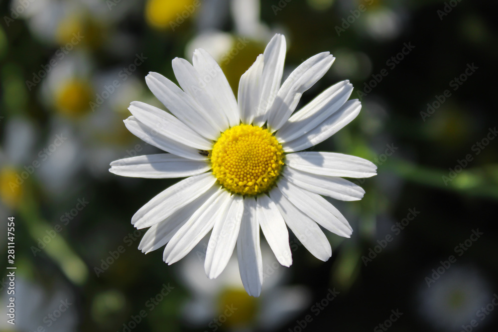 Fototapeta premium Chamomile flower on the dark background . Close-up. Macro.