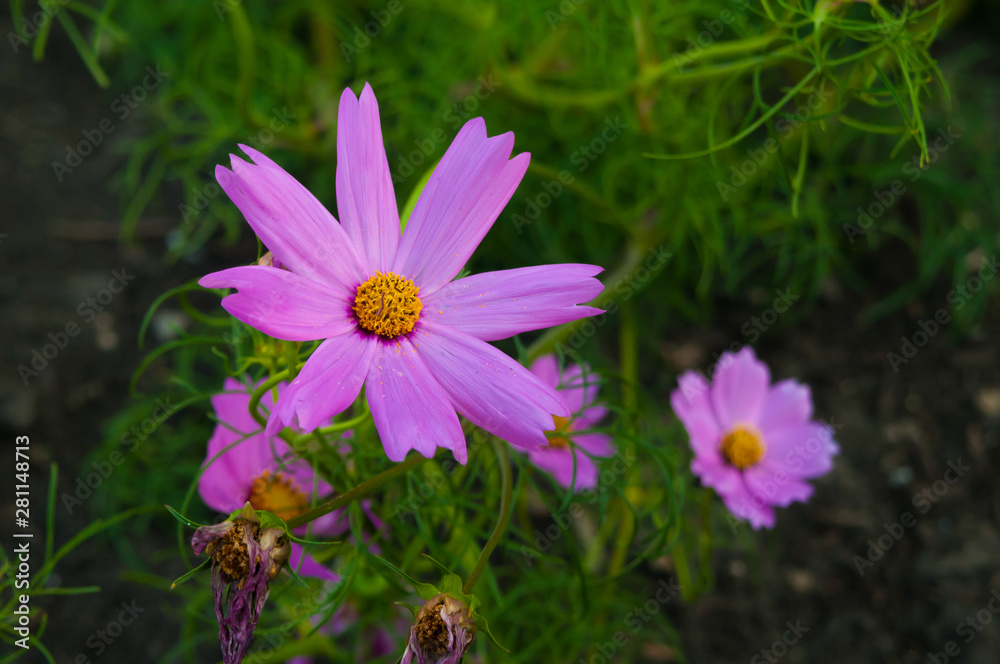 Beautiful pink or violet Cosmos flowers in garden Beautiful pink or violet Cosmos flowers in garden