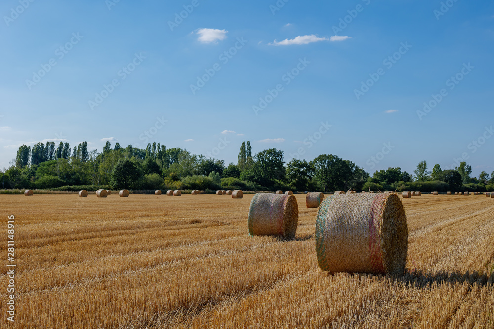 Round dry hay and straw bales from cut grain on harvesting wheat fields in Europe. Sunny view of countryside with golden wheat field after harvesting time in summer season against blue sky.