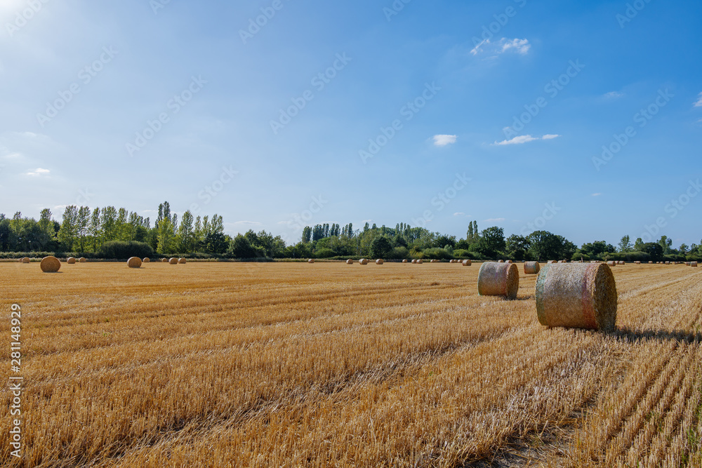 Fototapeta premium Round dry hay and straw bales from cut grain on harvesting wheat fields in Europe. Sunny view of countryside with golden wheat field after harvesting time in summer season against blue sky.