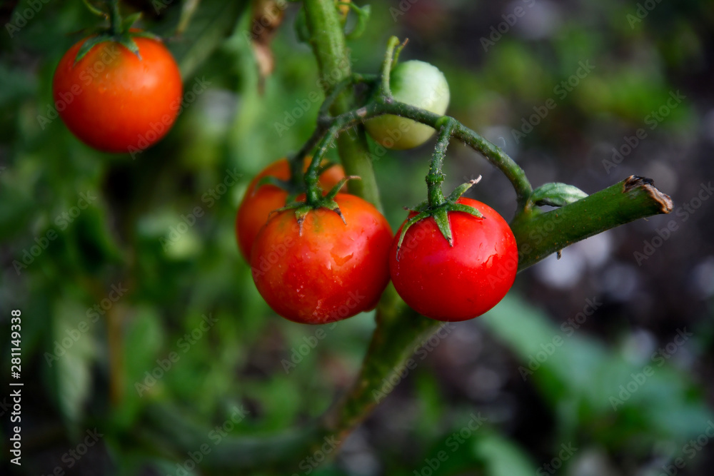 Ripening tomatoes on a green bed in the garden.