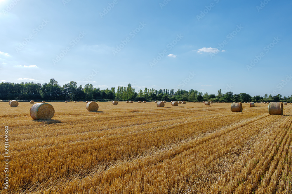 Fototapeta premium Round dry hay and straw bales from cut grain on harvesting wheat fields in Europe. Sunny view of countryside with golden wheat field after harvesting time in summer season against blue sky.