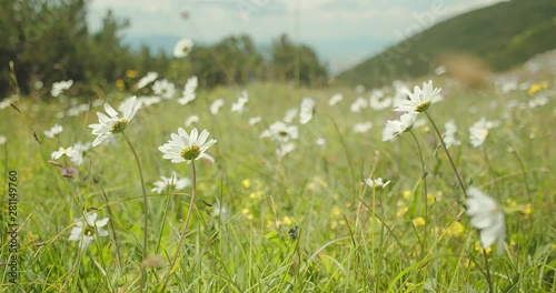Green field, meadow, grass, chamomile, summer