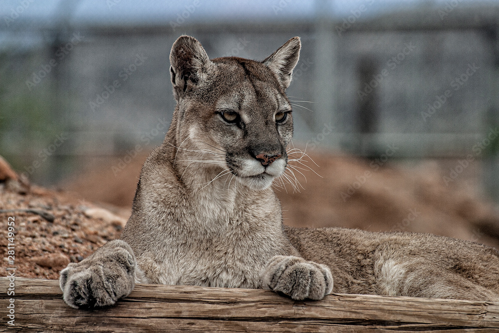 Naklejka premium Mountain Lion closeup of head and paws lying down with paws on a log and looking to the right.