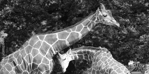 Tablou pe pânză The giraffe close up (Giraffa camelopardalis) is an African even-toed ungulate mammal, the tallest of all extant land-living animal species, and the largest ruminant