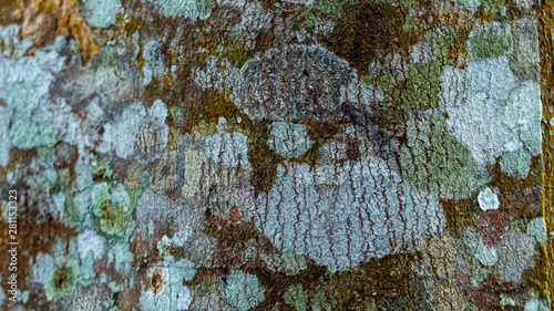 Agarwood tree in the plant,Perfume industry