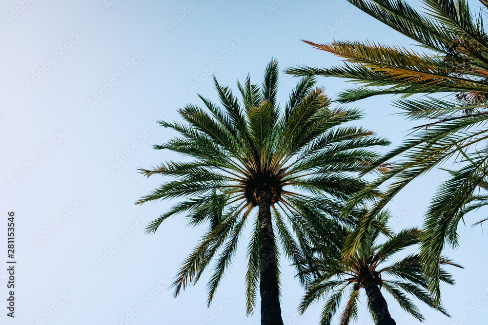 Blue sky background with the silhouette of some tropical palm trees at sunset seen from below.