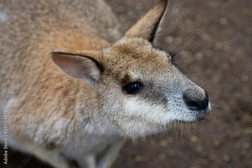 Fototapeta premium kangaroo in zoo