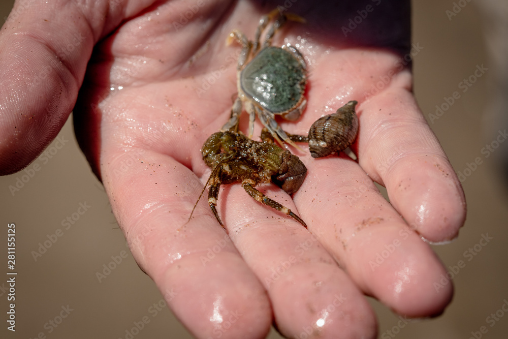 hermit crab and crab in hand