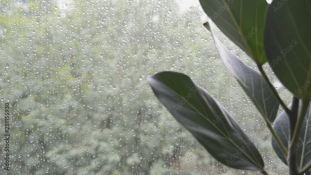 ficus plant leaves with bad rainy summer day weather outside home window on green trees blurred background, selective focus of closeup full hd stock video footage in real time