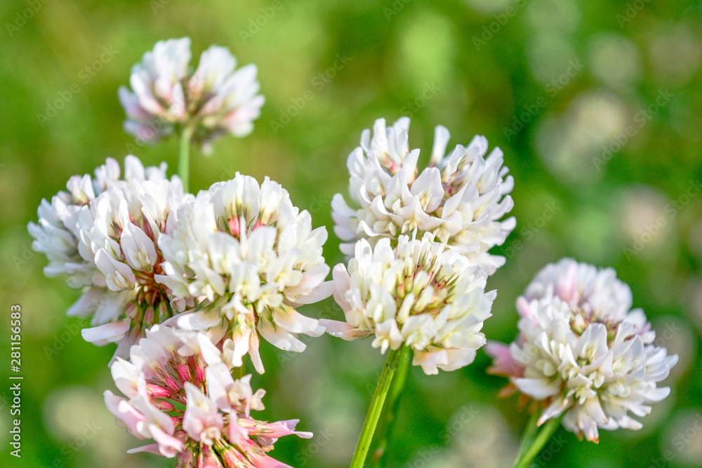 White clover aka Trifolium repens in grass on summer meadow. Shamrock flower White clover aka Trifolium repens in grass on summer meadow. Shamrock flower