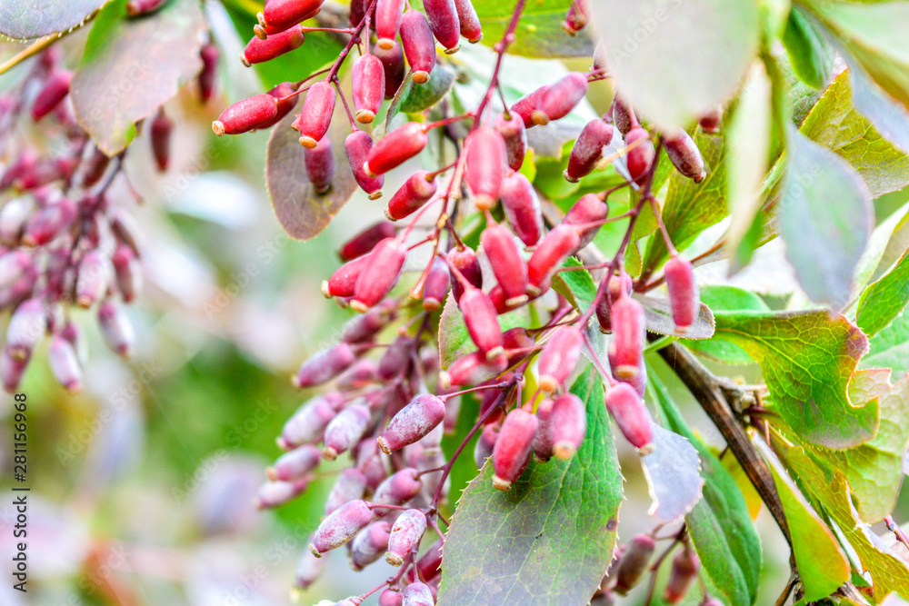 Obraz premium Ripe red berries of barberry on branch close-up. Fructiferous shrub of Berberis