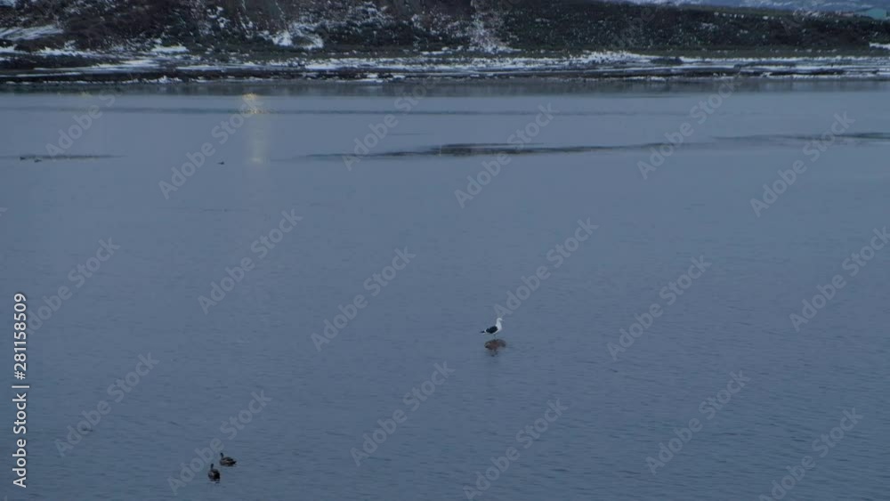 Albatross Flying Across Water Before Perching On Rock In Ushuaia, Argentina Albatross Flying Across Water Before Perching On Rock In Ushuaia, Argentina