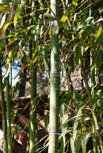 green textural bamboo stalks close up against the background of bamboo foliage in a Jingshan Park, Beijing China