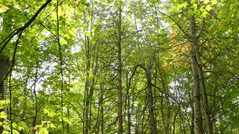 One minute uninterrupted shot of broadleaf forest with woodpecker climbing One minute uninterrupted shot of broadleaf forest with woodpecker climbing