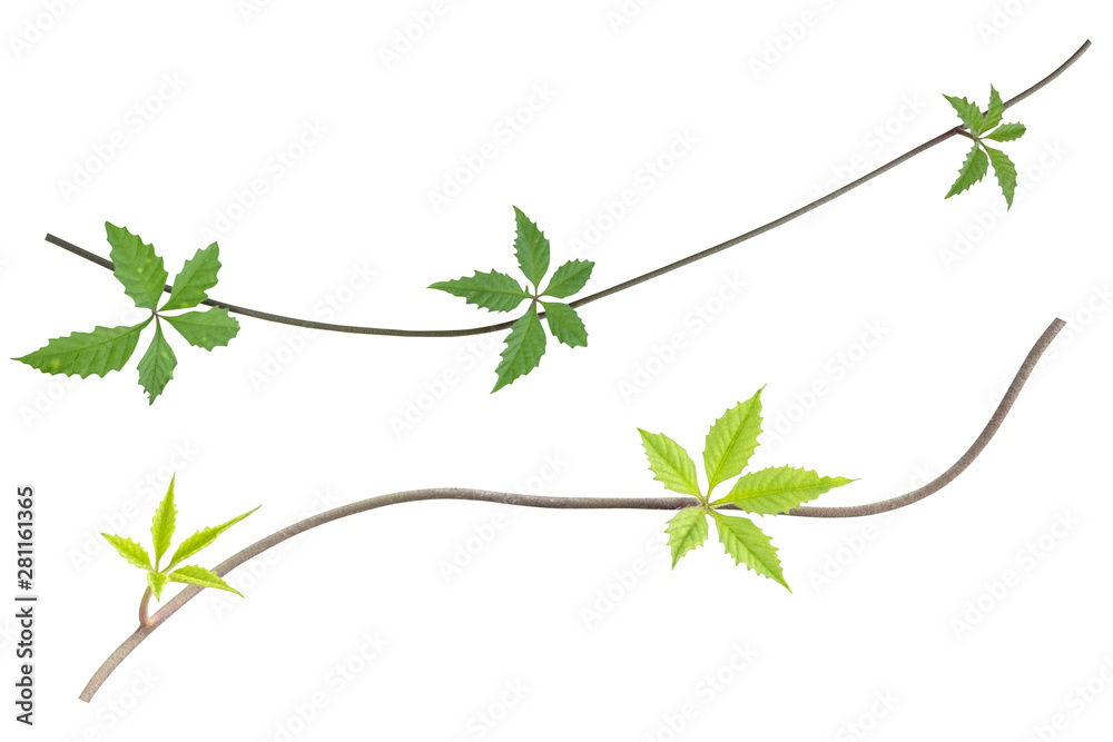 Set of plant leaves tropic creeping plant isolated on white background. Clipping path