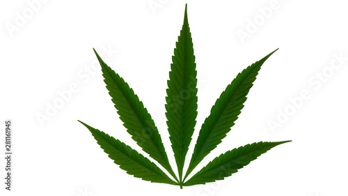 Split marijuana leaf set if on a white background   