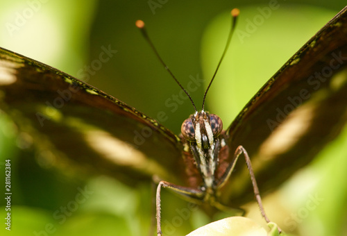 A frontal macro image of a butterfly with green background, detailing the eyes, antennae, legs and wings; taken using selective focus, resulting in a very shallow depth-of-field.