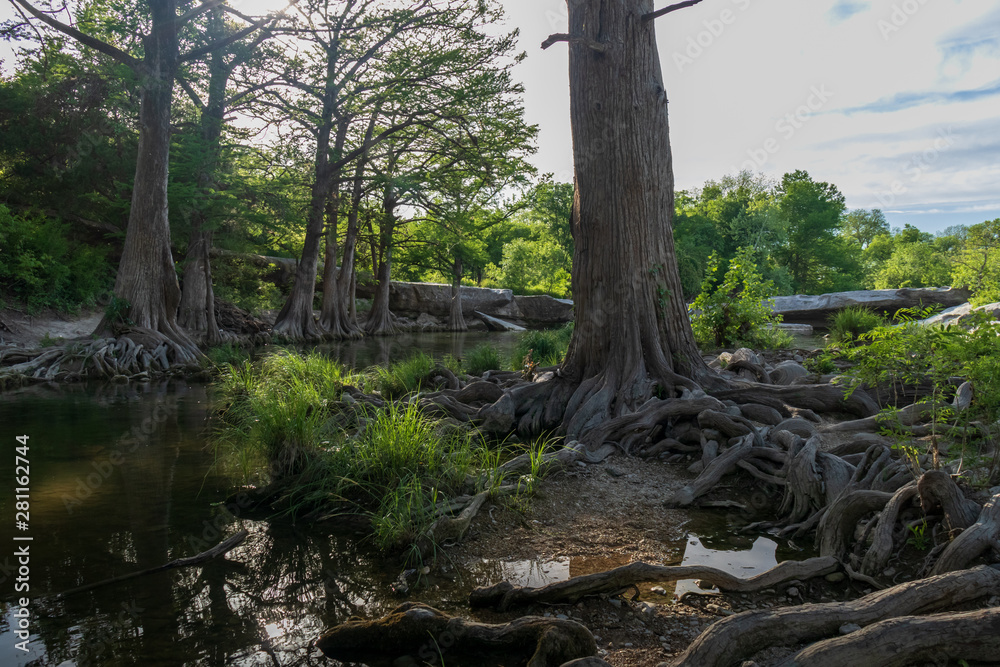 Fototapeta premium Large trees and roots at McKinney Falls State Park, Austin, Texas 