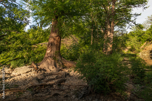 Large tree and roots at McKinney Falls State Park, Austin, Texas  © Martina