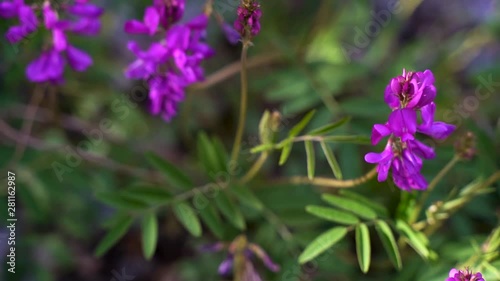 winter vetch flower slow motion (x4) photo