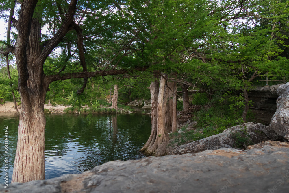 Cypress trees at McKinney Falls State Park, Austin, Texas 