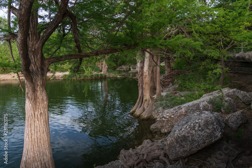 Cypress trees at McKinney Falls State Park, Austin, Texas 