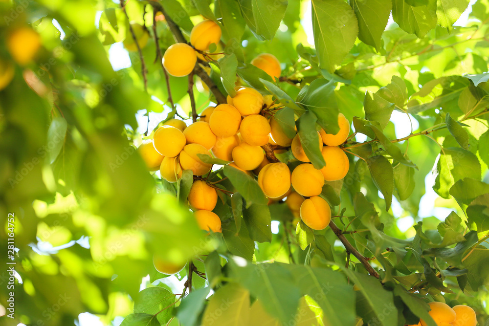 Branch with ripe apricots on summer day Branch with ripe apricots on summer day