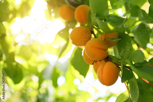 Fotografiet Branch with ripe apricots on summer day