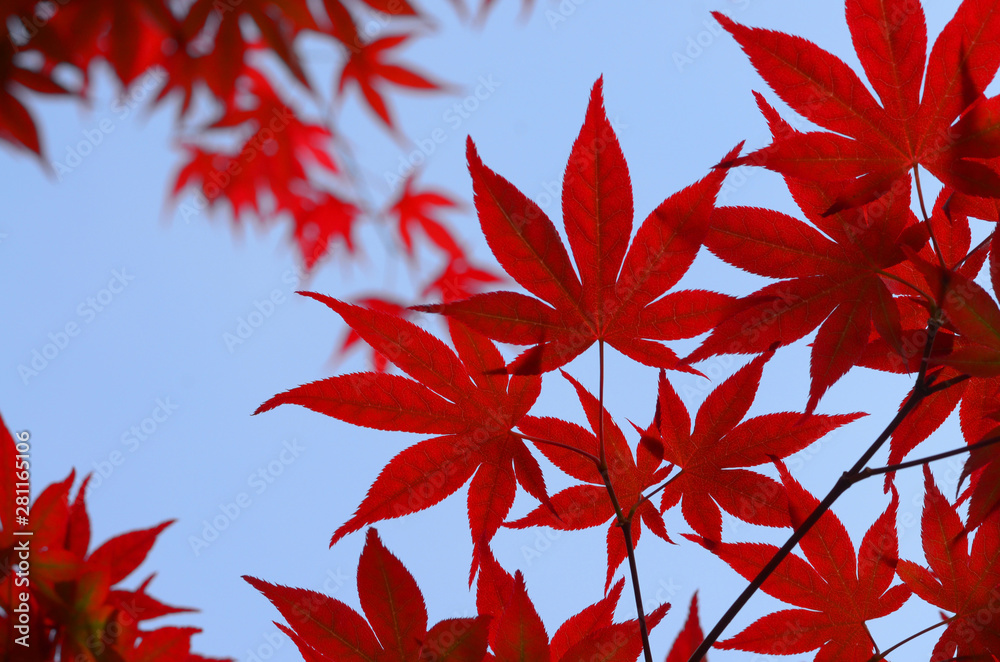 Red maple autumn leaves. Foliate background. Foliage against the sky.