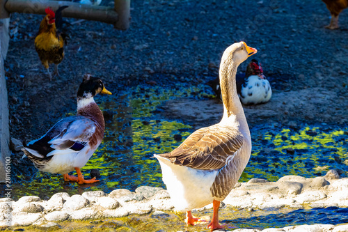 ganzo lago natural ambiente de aves photo