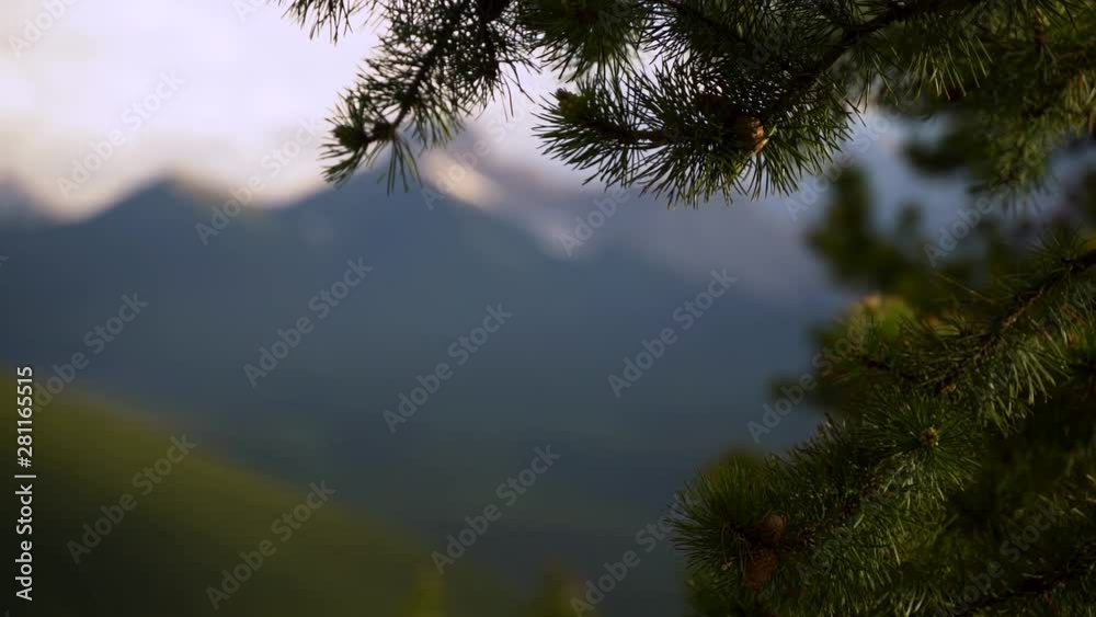Spruce tree in the mountains slow motion (x2) Spruce tree in the mountains slow motion (x2)