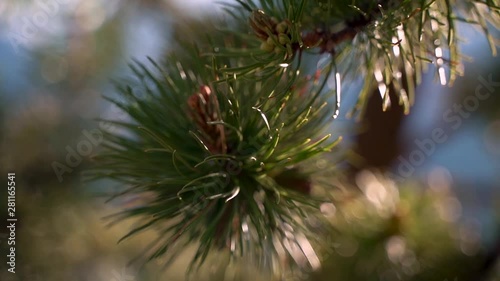 Spruce branch closeup slow motion (x4) photo