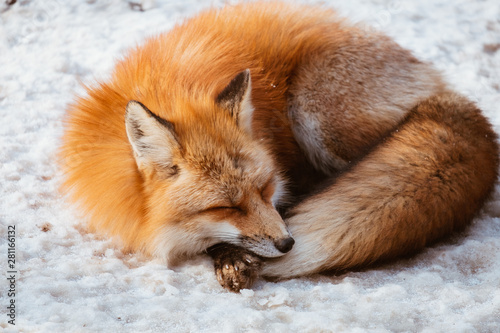 Fotografie A Cute foxes Sleep on the snow during winter season in Zao fox village, Miyagi,