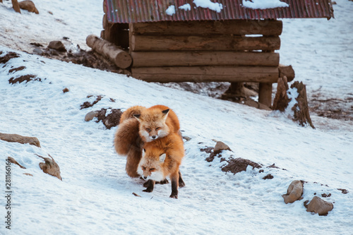 A Cute foxes on the snow during winter season in Zao fox village, Miyagi, Japan photo