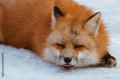 Obraz na plátně Close-up of head of a red fox, vulpes vulpes in the Zao Mountain, Miyagi, Sendai, Japan