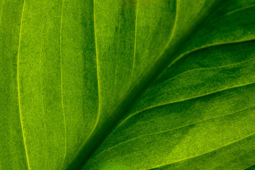 Abstract green striped nature background, vintage tone. green textured leaf of the plant. natural eco background.