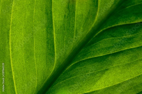 Panel kuchenny z motywem Abstract green striped nature background, vintage tone. green textured leaf of the plant. natural eco background.