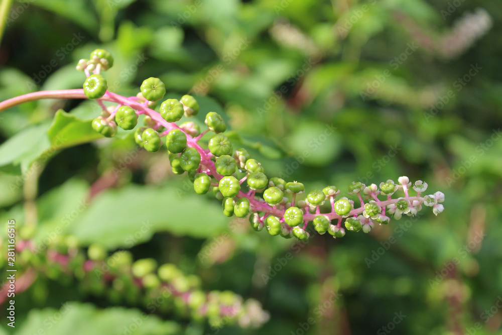 Unripe pokeweed berries at Campground Road Woods in Des Plaines, Illinois Unripe pokeweed berries at Campground Road Woods in Des Plaines, Illinois