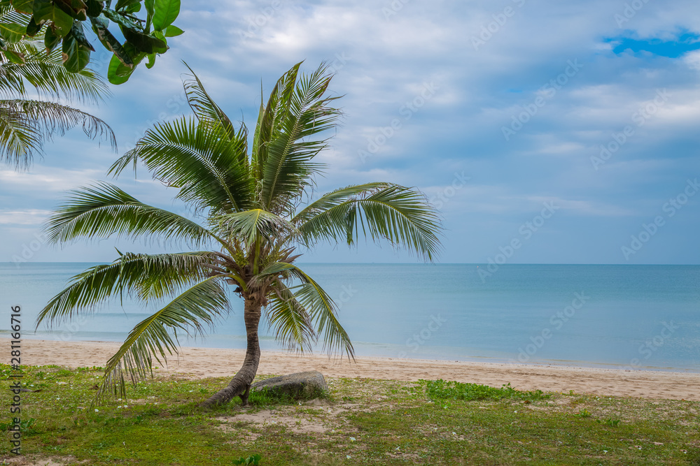 Coconut palms on the beach and sky
