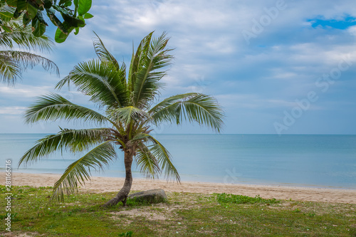 Coconut palms on the beach and sky © pandaclub23