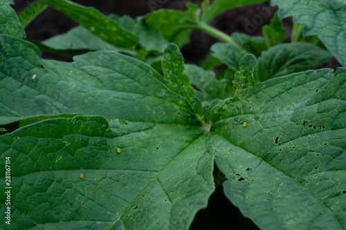 close up green sesame leaf growing in the tree white sesame tree agriculture plant,perilla leaves.