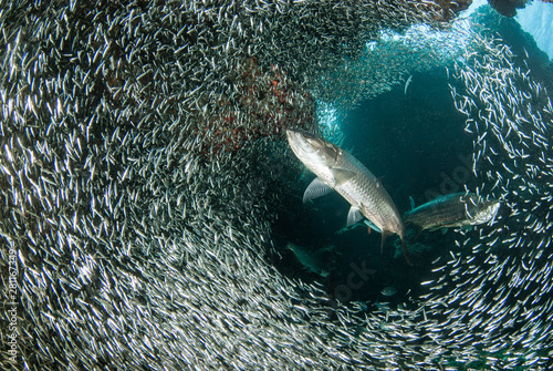 A huge school of silverrsides which are small fish have inhabited a cavern in the Cayman Islands. Their abundance of life attracts bigger fish like tarpon who spend the day feeding on the small fish photo