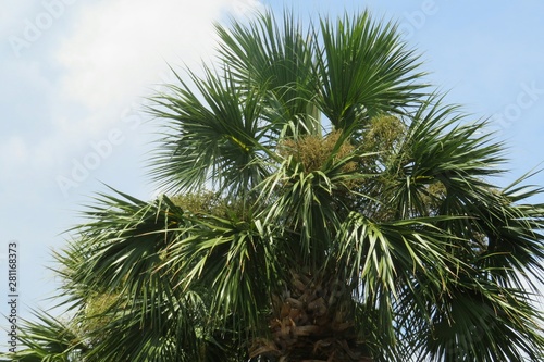 Palm tree top on blue sky background