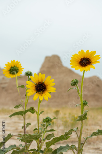 Sunflowers Close Up in Badlands National Park