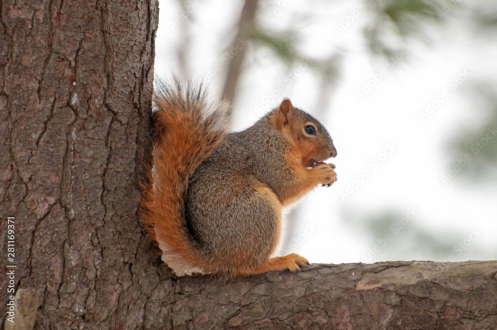 squirrel eating nut squirrel eating nut